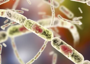 Anthrax outbreak: Vaccination of animals in Upper East starts today