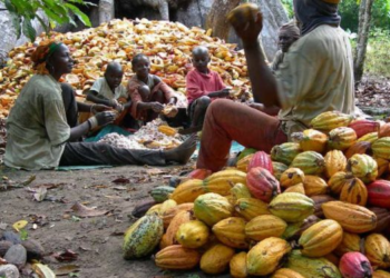 Cocoa Prices are Surging: West African countries should seize the moment to negotiate a better deal for farmers
