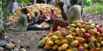 Cocoa Prices are Surging: West African countries should seize the moment to negotiate a better deal for farmers