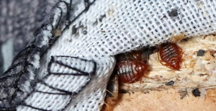 Three siblings dead after tragic insecticide mishap