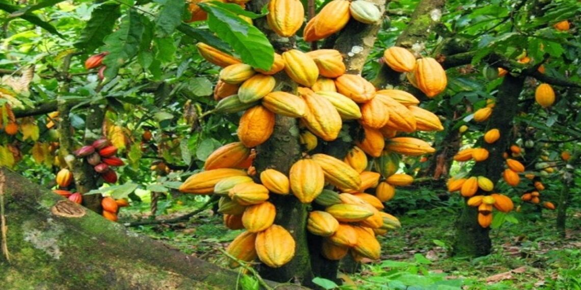 Ghana’s Cocobod secures a $200 million loan from the World Bank for cocoa rehabilitation.
