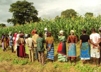 Peasant farmers excluded from 2nd phase of Planting for Food and Jobs