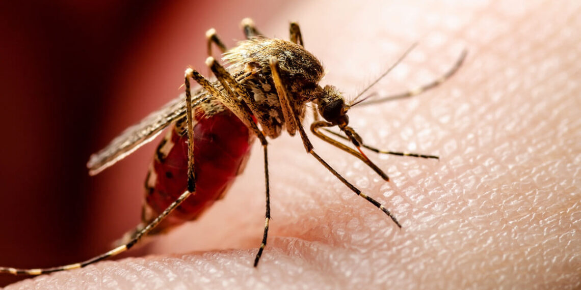 GHS records two more Dengue Fever cases
