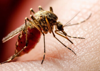 GHS records two more Dengue Fever cases