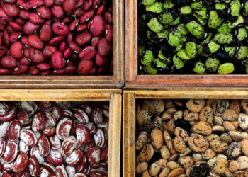 Ghana releases first genetically modified crop for commercial cultivation