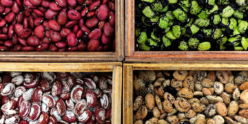 Ghana releases first genetically modified crop for commercial cultivation