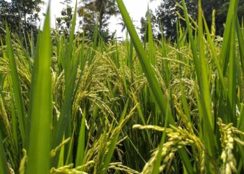 ‘Our seed industry is very weak’ – Dr. Amos Rutherford