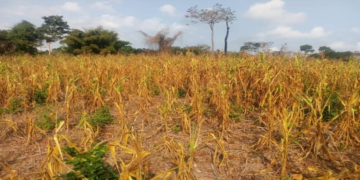 Eight regions grappling in drought – Agric Ministry