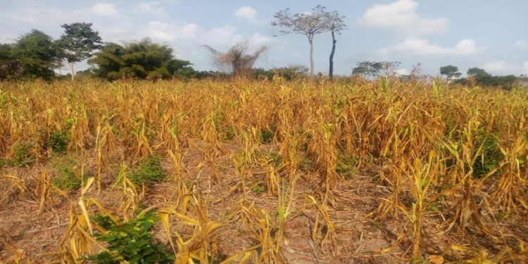 Eight regions grappling in drought – Agric Ministry