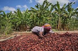 COCOBOD struggles to recover GH¢19.4 Million seed fund from licensed buying companies