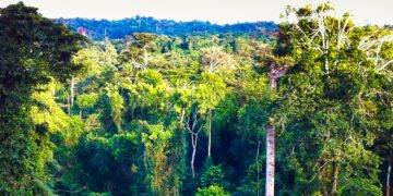 Forest sector holds potential to drive Ghana’s GDP growth – GSS