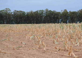 Galamsey: “Crop production on timebomb” – Peasant Farmers Association warns of looming food crisis