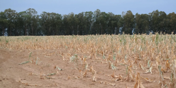 Galamsey: “Crop production on timebomb” – Peasant Farmers Association warns of looming food crisis
