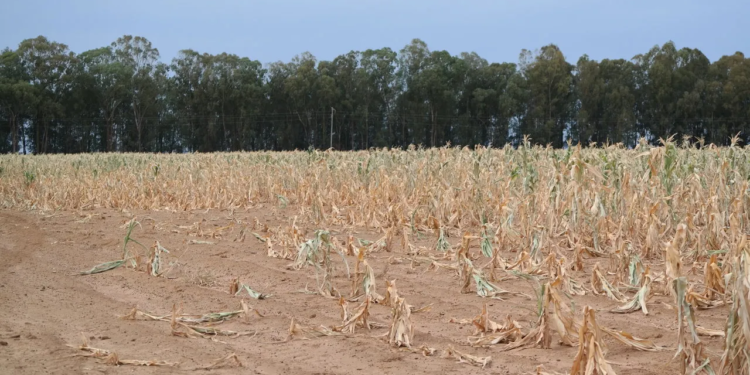 Galamsey: “Crop production on timebomb” – Peasant Farmers Association warns of looming food crisis