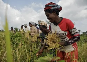 Farmers’ Day Celebration: Peasant Farmers urges gov’t to channel resources to tackle ‘galamsey’