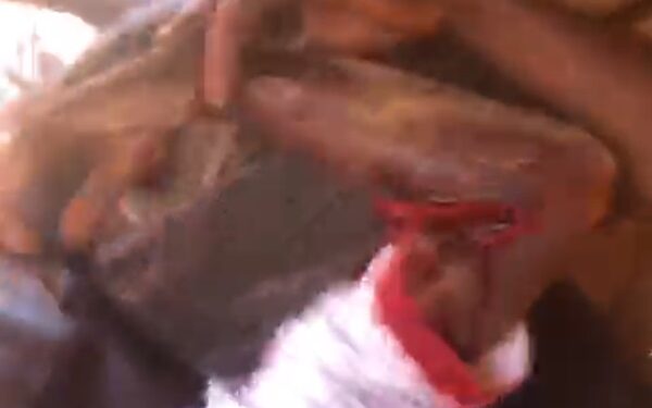[VIDEO] Shooting incident in Nyankpala leaves one reportedly dead