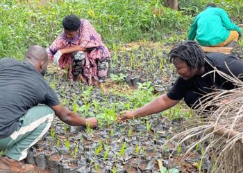 Lands Ministry targets to plant 30 million trees with ‘Tree for Life Reaforestation Initiative 2025’