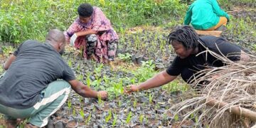 Lands Ministry targets to plant 30 million trees with ‘Tree for Life Reaforestation Initiative 2025’