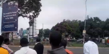 VIDEO: Man seen perched at the top of a tall tree at the 37 AU Roundabout