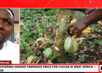 How is Ghana receiving less despite higher farmgate prices? Cocoa farmers question authorities