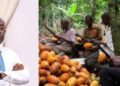 “The NDC Called Us All Sort of Names for Paying Cocoa Farmers GH¢3,100, Today They Can’t Even Pay Cocoa Farmers” – Kojo Oppong Nkrumah