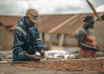 Gov’t Releases GH¢855m to Clear Arrears Owed to Cocoa Farmers as Majority Caucus Backs Reforms to Revive the Sector