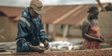 Gov’t Releases GH¢855m to Clear Arrears Owed to Cocoa Farmers as Majority Caucus Backs Reforms to Revive the Sector