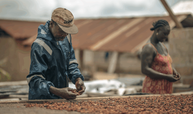 Gov’t Releases GH¢855m to Clear Arrears Owed to Cocoa Farmers as Majority Caucus Backs Reforms to Revive the Sector