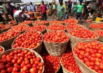 Ghana Fears Tomato Shortage as Burkina Faso Bans Exports