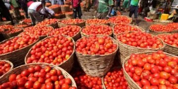 Ghana Fears Tomato Shortage as Burkina Faso Bans Exports