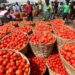 Ghana Fears Tomato Shortage as Burkina Faso Bans Exports