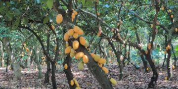 World Bank Injects $75 Million to Revive Ghana’s Cocoa Sector