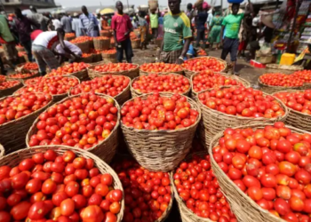 Burkina Faso Tomato Ban a “Blessing in Disguise” – Peasant Farmers Association of Ghana Calls for Urgent Action
