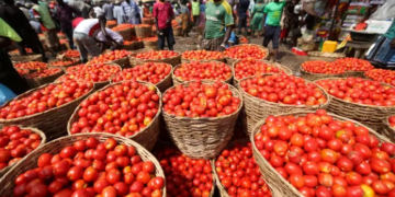 Burkina Faso Tomato Ban a “Blessing in Disguise” – Peasant Farmers Association of Ghana Calls for Urgent Action