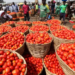 Burkina Faso Tomato Ban a “Blessing in Disguise” – Peasant Farmers Association of Ghana Calls for Urgent Action