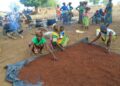 From Survival to Strength: Women of Naapal and Gengenkpe Transform Lives Through Shea Processing Initiative