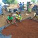 From Survival to Strength: Women of Naapal and Gengenkpe Transform Lives Through Shea Processing Initiative