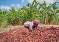 Ghana Maintains Cocoa Producer Price for 2025/2026 Light Crop Season Despite Falling Global Market