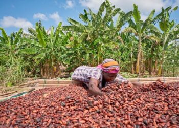 Ghana Maintains Cocoa Producer Price for 2025/2026 Light Crop Season Despite Falling Global Market