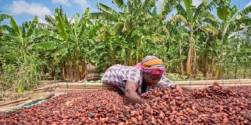 Ghana Maintains Cocoa Producer Price for 2025/2026 Light Crop Season Despite Falling Global Market