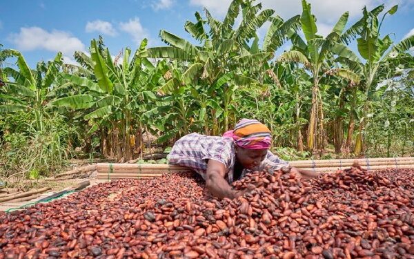 Ghana Maintains Cocoa Producer Price for 2025/2026 Light Crop Season Despite Falling Global Market