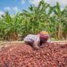 Ghana Maintains Cocoa Producer Price for 2025/2026 Light Crop Season Despite Falling Global Market
