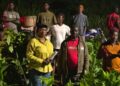 Biakoye MP, Afarinick Company Ltd Distribute 30,000 Cocoa Seedlings to Boost Production