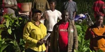 Biakoye MP, Afarinick Company Ltd Distribute 30,000 Cocoa Seedlings to Boost Production