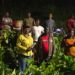 Biakoye MP, Afarinick Company Ltd Distribute 30,000 Cocoa Seedlings to Boost Production