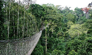 58-Year-Old Wildlife Guard Shot Dead at Kakum Forest Reserve