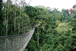 58-Year-Old Wildlife Guard Shot Dead at Kakum Forest Reserve