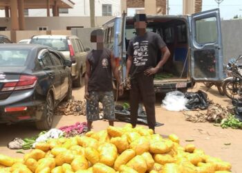 Police Arrest Two, Seize 692 Parcels of Suspected Indian Hemp at Dawhenya