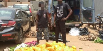 Police Arrest Two, Seize 692 Parcels of Suspected Indian Hemp at Dawhenya