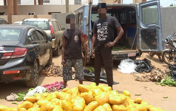 Police Arrest Two, Seize 692 Parcels of Suspected Indian Hemp at Dawhenya